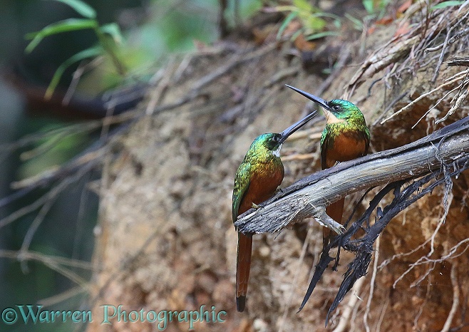 Rufous-tailed Jacamar (Galbula ruficauda) pair.  South America