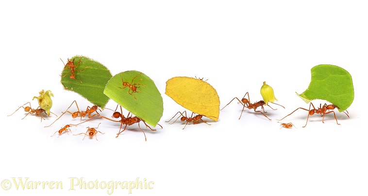 Leaf-cutting Ants or Bachacs (Atta cephalotes) carrying leaf sections and flower heads, white background