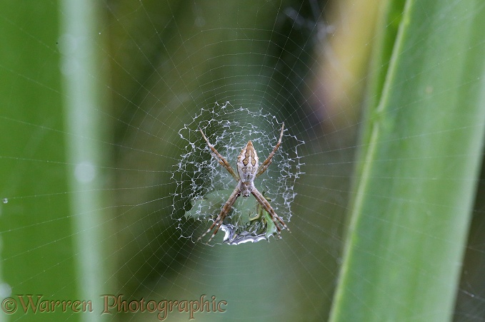 Silver Argiope Spider (Argiope argentata) juvenile with raindrop trapped in its stabilimentum