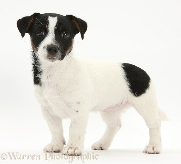 Jack Russell Terrier pup, Rubie, 9 weeks old, standing, white background