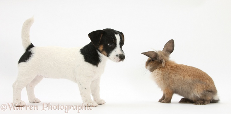 Jack Russell Terrier pup, Rubie, 9 weeks old, with a young Lionhead rabbit, white background