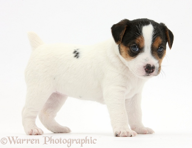 Jack Russell Terrier puppy, 4 weeks old, standing, white background