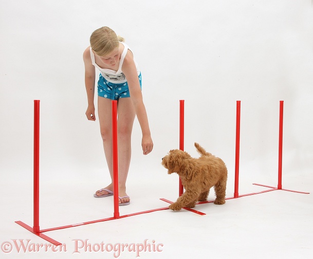 Siena teaching Goldendoodle puppy agility weaving between posts, white background