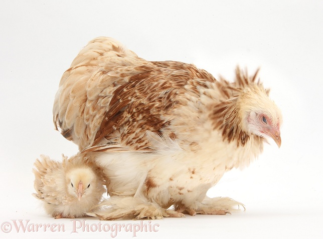 Bantam hen and frizzle feather chicken chick. The hen is shaking her head, white background