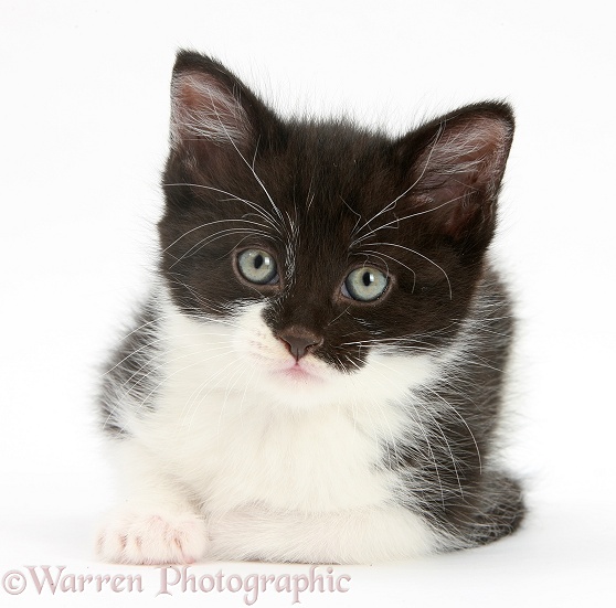 Black-and-white kitten, lying with head up, white background