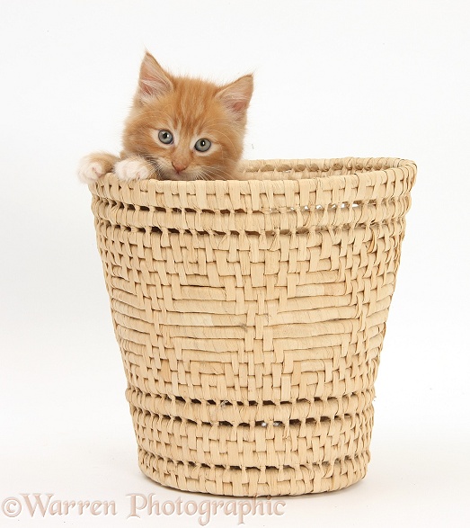 Ginger kitten, Butch, 7 weeks old, hiding in a raffia basket, white background