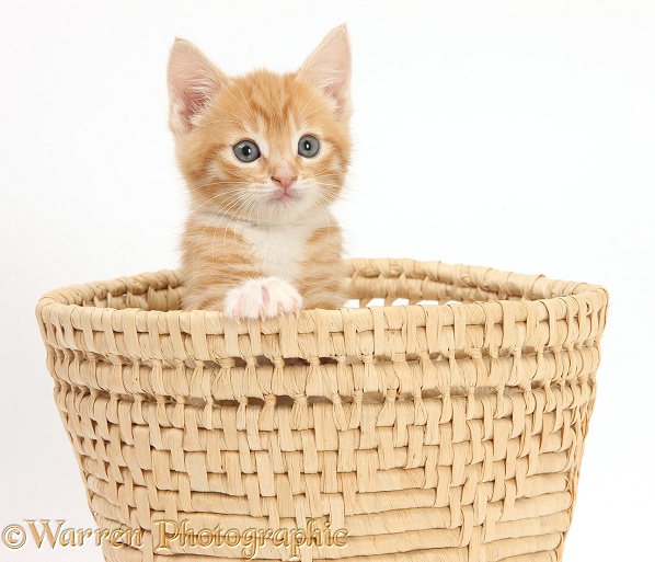 Ginger kitten, Tom, 7 weeks old, hiding in a raffia basket, white background
