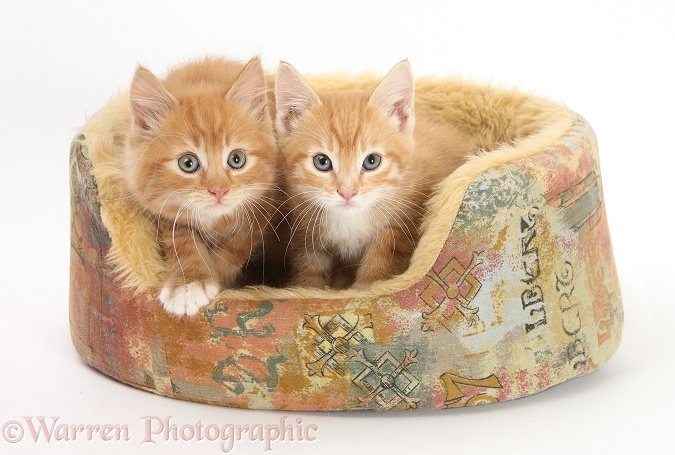 Ginger kittens, Tom and Butch, 8 weeks old, in a soft cat bed, white background