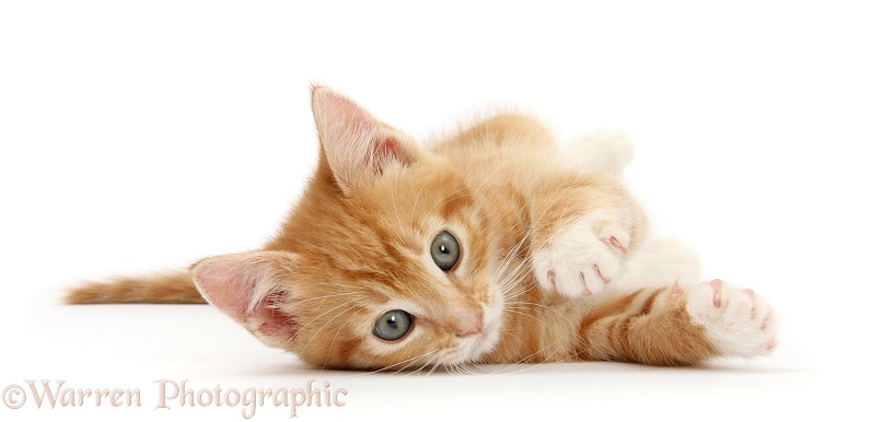 Ginger kitten, Tom, 8 weeks old, rolling playfully on his side, white background
