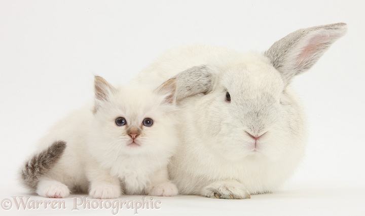 Colourpoint kitten and white rabbit, white background