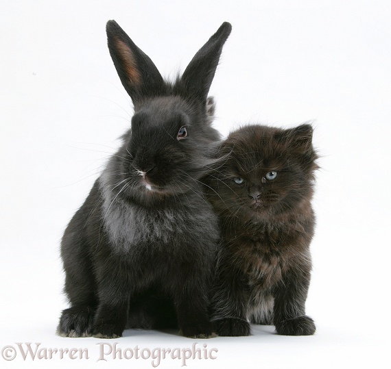 Black kitten with black Lionhead-cross rabbit, white background