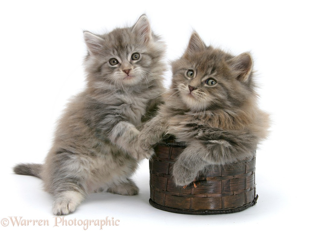 Maine Coon kittens playing with a basket, white background