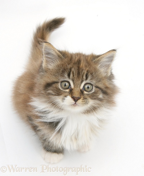 Maine Coon kitten, 7 weeks old, sitting looking up, white background