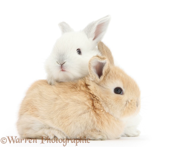 White and sandy baby rabbits, white background