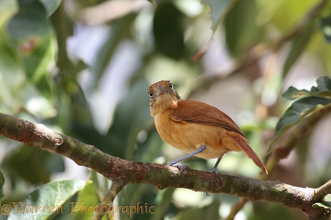 Barred Antshrike (Thamnophilus doliatus) female