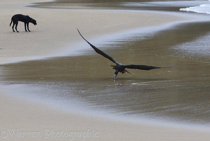Magnificent Frigatebird (Fregata magnificens) snatching a small fish off the beach