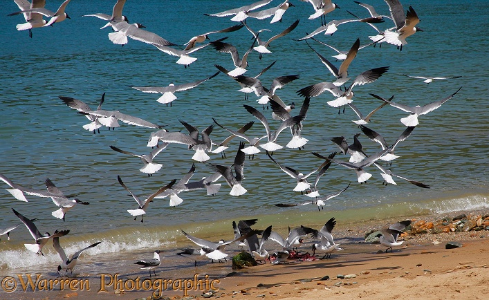 Laughing Gulls  (Larus atricilla) descending on fish offal thrown on the beach