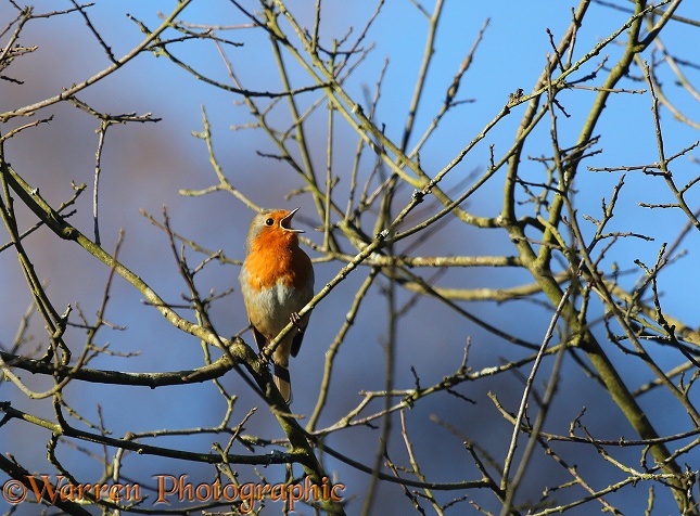 Robin (Erithacus rubecula) singing