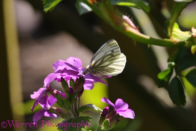Green-veined White Butterfly (Artogeia napi) feeding on Honesty