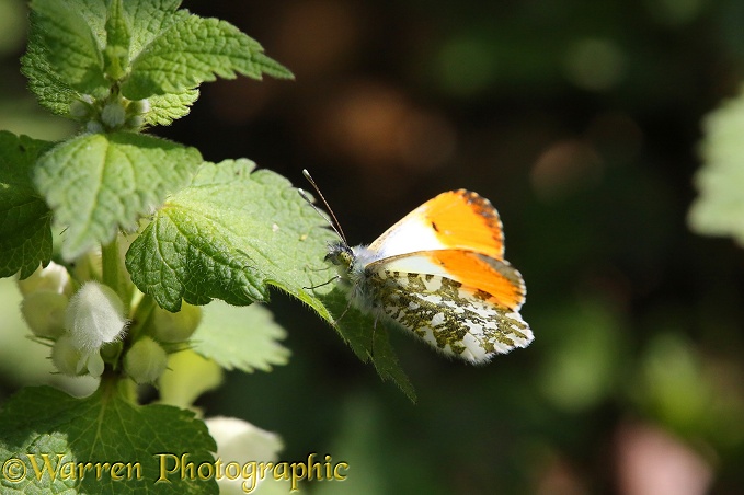 Orange-tip Butterfly (Anthocharis cardamines) male sunning on White Dead Nettle