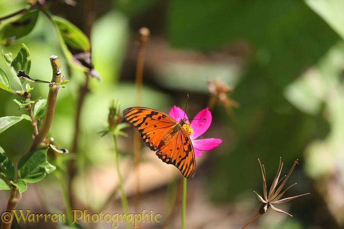 Silver-spotted Flambeau Butterfly or Gulf Fritillary (Agraulis vanillae)