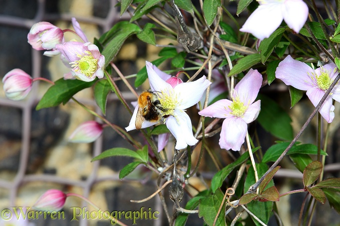 Clematis montana with bumblebee