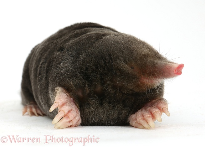 European Mole (Talpa europaea), white background