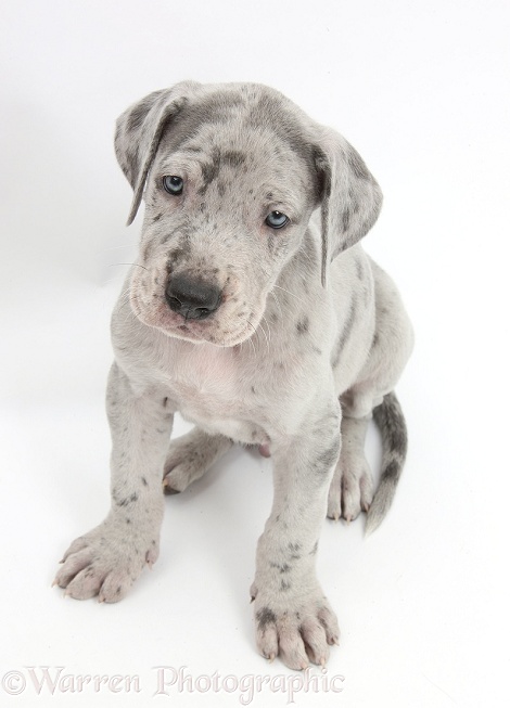 Great Dane puppy sitting and looking up, white background