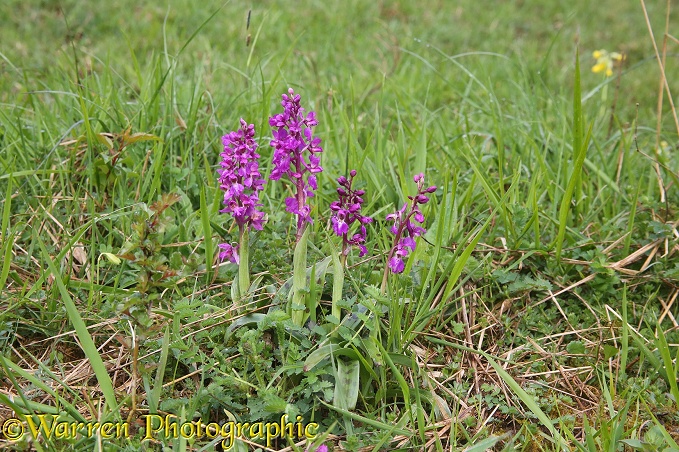 Early Purple Orchid (Orchis mascula) on Cotswold downland