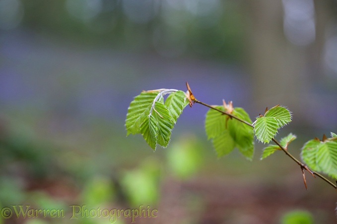 Spring Beech (Fagus sylvatica) leaves in a Cotswold wood