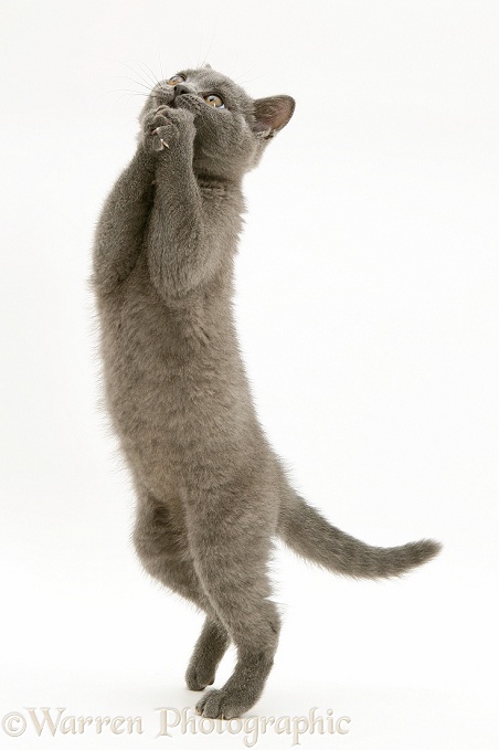 British Shorthair Blue kitten, Taz, standing up and grasping a begging manner, white background