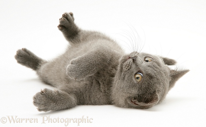 British Shorthair blue kitten, Taz, 7 weeks old, rolling on his back, white background