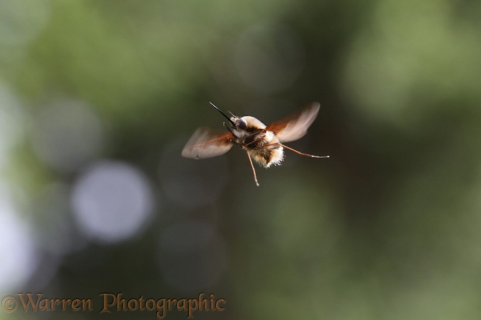 Bee Fly (Bombylius major) male hovering, on the lookout for females