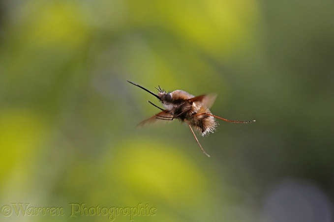 Bee Fly (Bombylius major) male hovering, on the lookout for females