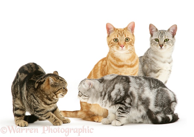 Group of Cats, some already knowing each other and some meeting for the first time. Silver and ginger cats, Joan and Benedict, sitting together. Silver Exotic cat meets British Shorthair Brown Spotted cat Tiger Lily, white background