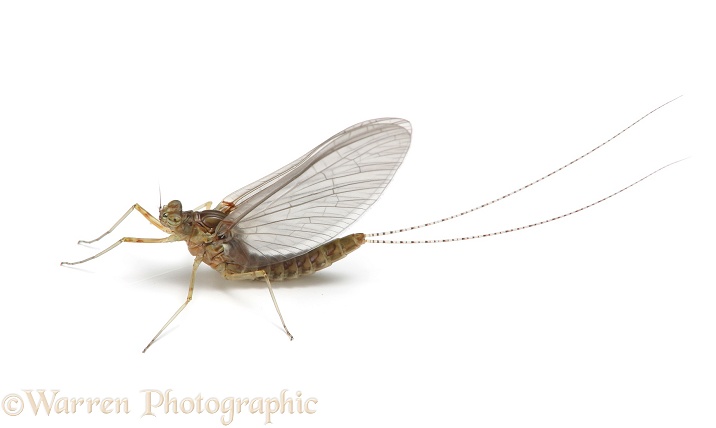 Mayfly (Chloeon dipterum), white background