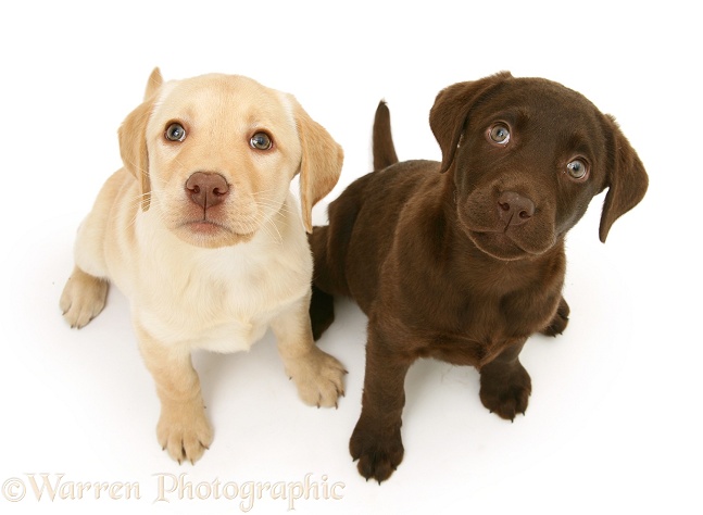 Chocolate and yellow Labrador Retriever pups, Millie and Mocha, sitting and looking up, white background