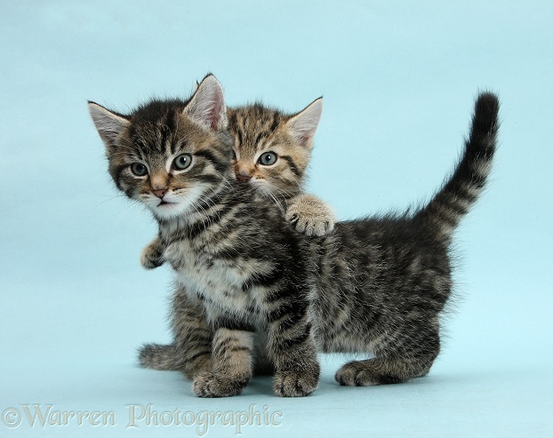 Two cute tabby kittens, Stanley and Fosset, 7 weeks old, on blue background