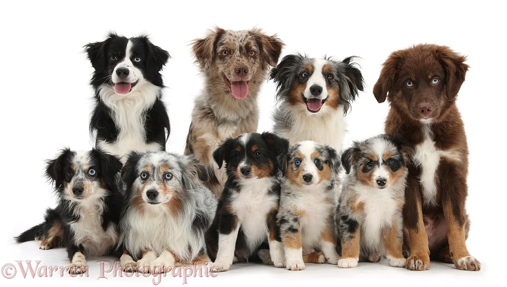 Group of Miniature American Shepherd dogs, white background