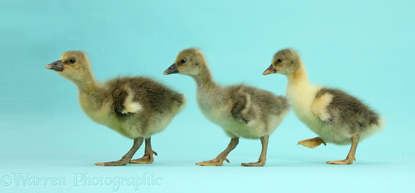 Embden x Greylag Goslings walking on blue background