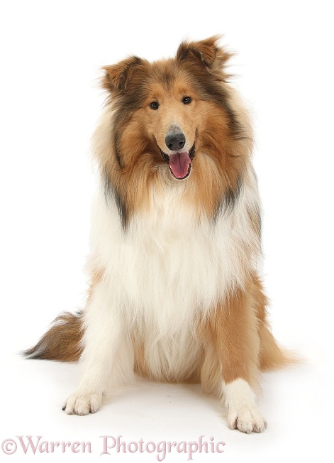 Sable Rough Collie dog, sitting, white background