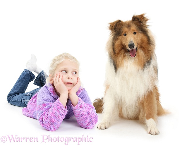 Siena looking lovingly at Rough Collie dog, white background