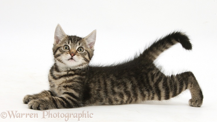 Tabby male kitten, Fosset, 10 weeks old, lying stretched out, white background