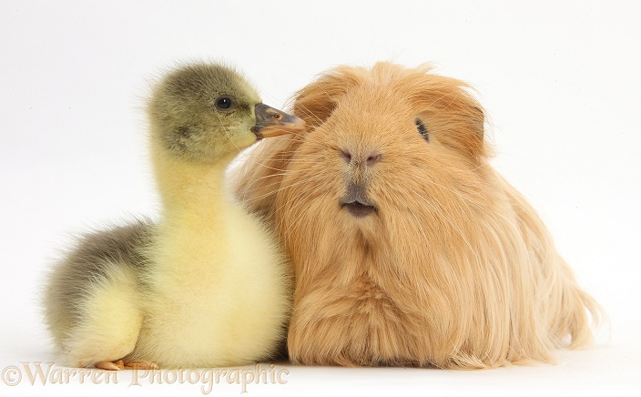 Cute Gosling and hairy Guinea pig, white background