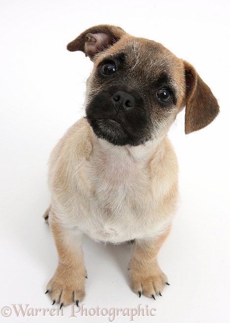 Jug puppy (Pug x Jack Russell), 9 weeks old, sitting, white background