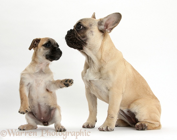 Playful Jug puppy (Pug x Jack Russell Terrier), 9 weeks old, and French Bulldog, white background