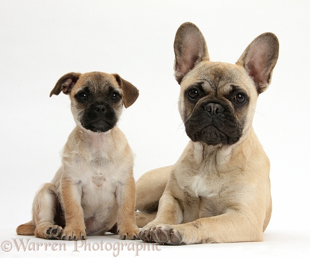 Jug puppy (Pug x Jack Russell Terrier), 9 weeks old, and French Bulldog, white background