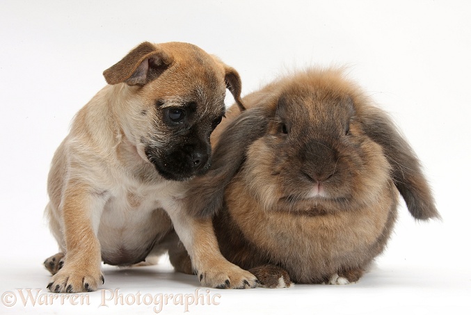 Jug puppy (Pug x Jack Russell), 9 weeks old, with Lionhead Lop rabbit, Dibdab, white background