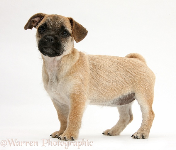 Jug puppy (Pug x Jack Russell), 9 weeks old, standing, white background