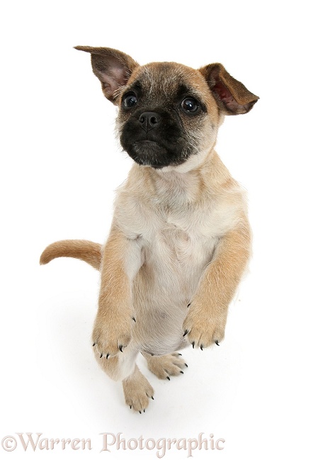 Playful Jug puppy (Pug x Jack Russell Terrier), 9 weeks old, standing up, white background